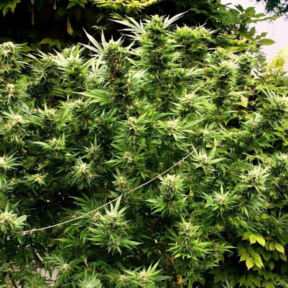 Erforschung von CBD-reichen Cannabis Samen SortenChatGPT