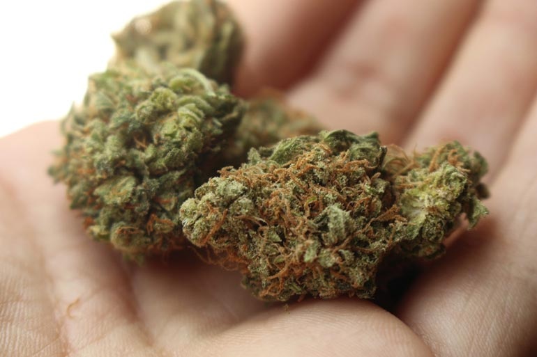 Wie Cannabis Sativa die Welt der Hanfsamen revolutionierte