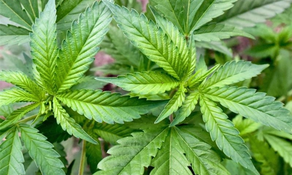 Gratis Cannabis Samen als therapeutisches Mittel