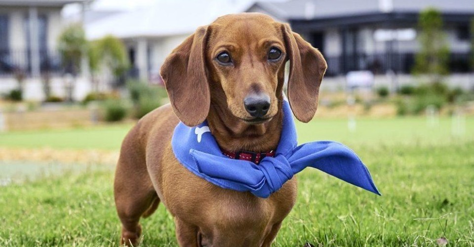 Schwanzwedelnde Trends: Entfesseln Sie Stil mit den neuesten Hundeaccessoires