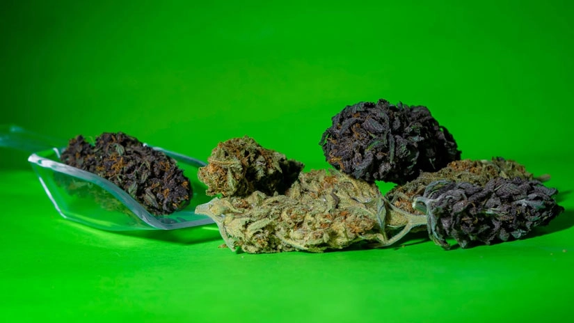 Pflegeanleitung für Rhino-Cannabissamen