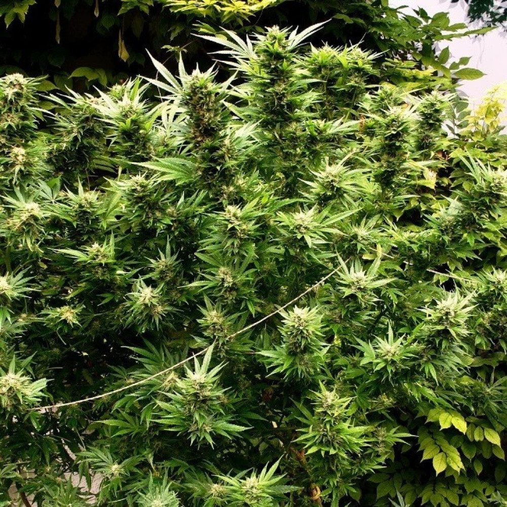 Erforschung von CBD-reichen Cannabis Samen SortenChatGPT