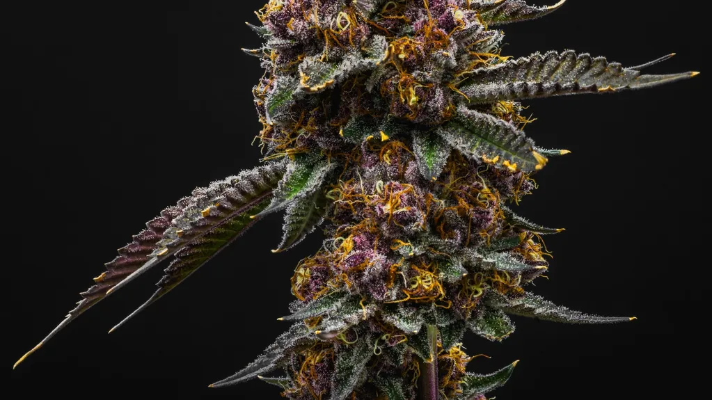 Tropicana Cherry: Der fruchtige Star bei Cali Weed and Vapes