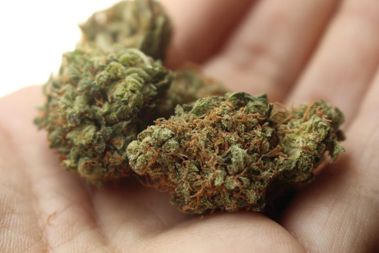 Wie Cannabis Sativa die Welt der Hanfsamen revolutionierte
