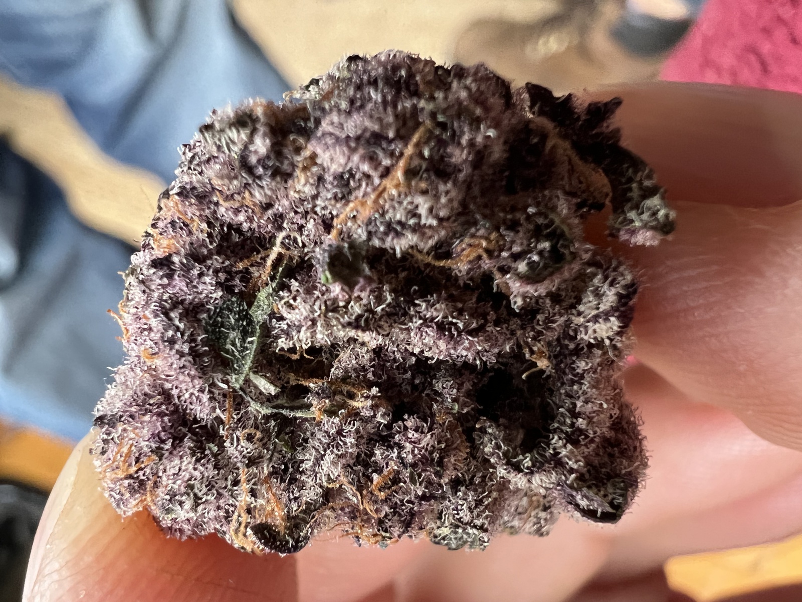 Tropicana Cherry: Der fruchtige Star bei Cali Weed and Vapes